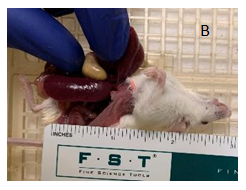 Old Disease in a Young Mouse: Case Report for Lymphocytic Leukemia in an 11-Week-Old Female SCID/Beige Mouse