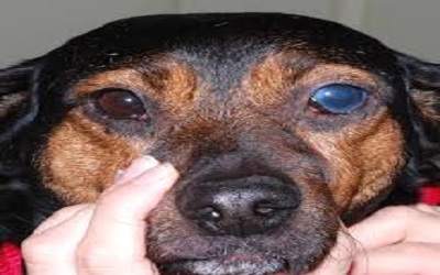 Primary Glaucoma and Long-
Term Topical Application of
0.005% Latanoprost Effects
on Intraocular Pressure in
Uncontrollable used Multidrug
Medications or Single used in
Dogs