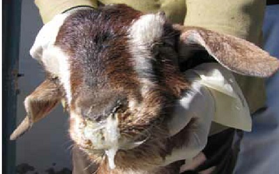Assessing the Immune Response
of Commercial Peste Des Petits
Ruminants Vaccine in Sheep and
Goats in Algeria