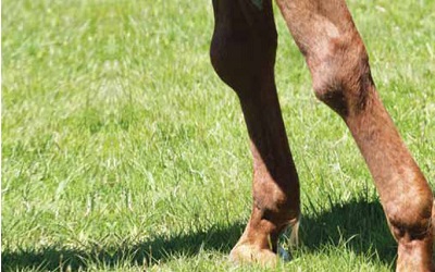 Cervical Vertebral Compressive
Myelopathy Associated with
Articular Processes Osteoarthritis
in Horses: Report of Three Cases
