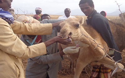 Sero-Prevalence of Brucellosis in
one-Humped Camel (Camelus
dromedarius) in Yabello District of
Borana Pastoralist, Southern
Ethiopia