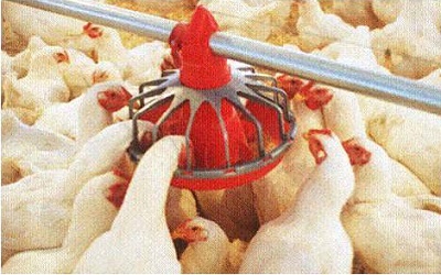 Assessment of Elemental
Composition in Selected Nigeria
Broiler Feeds Using Neutron
Activation Analysis (NAA)