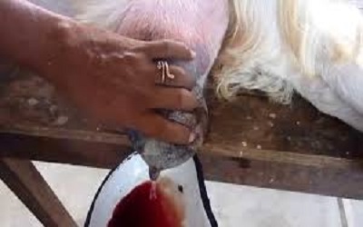 An Overview of Mastitis
Management and Therapy in Dairy
Goats