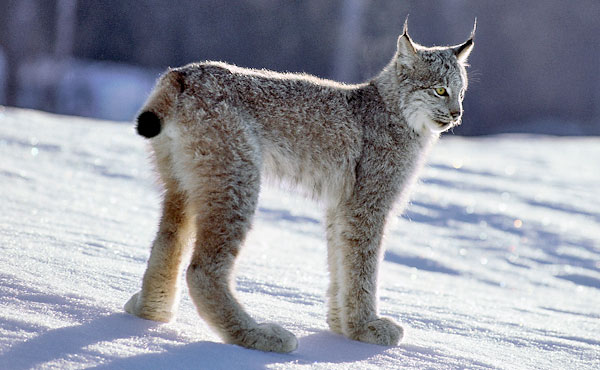 Bilateral Thyroid Follicular Atrophy in a Young Canadian Lynx (Lynx canadensis)