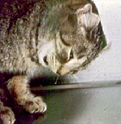 Successful Treatment of Feline Panleukopenia: A Guideline For Rescuers and Veterinarians, Part I