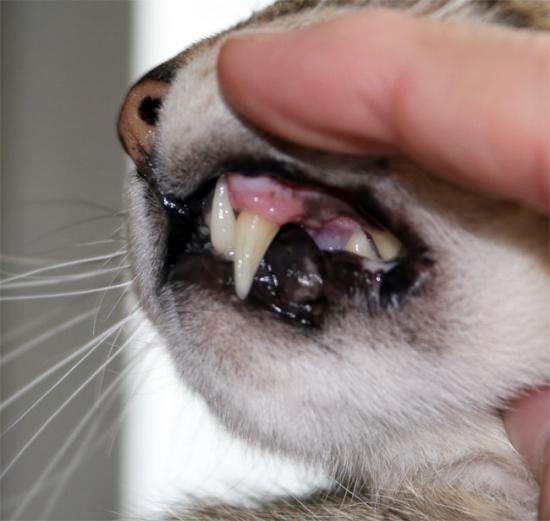 A New Paradigm Shift in the Treatment of Non Restorable Maxillary Canines in the Feline
