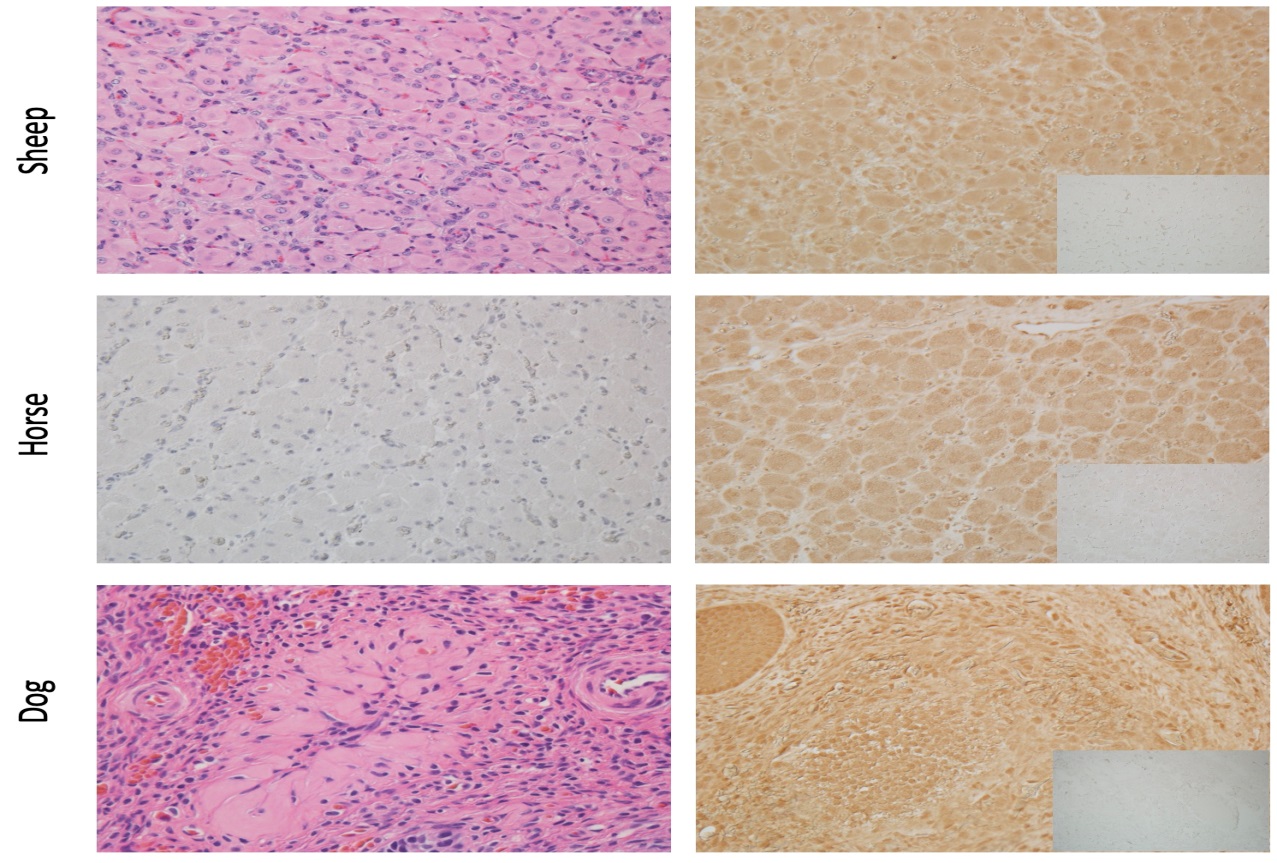 The Corpus Luteum, A Source and Target of Androgen