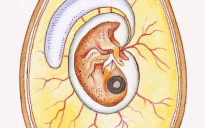 Should we Re-Define Age of Fetal Viability in Nigeria? A Case Report of Newborn Survival from Pre-Viable Pre-Labor Rupture of Membranes