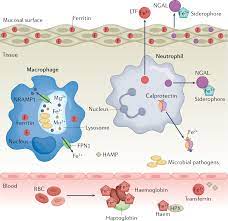 Efficacy of Nutritional and Immunity via Nutritional Interventions