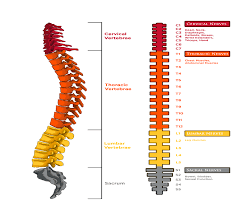 Animal Geographies and Models of Spinal Cord Injury