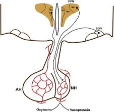 Vasopressin and Oxytocin Secretion by Microorganisms