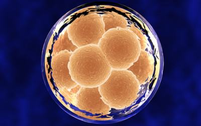 A Cohort Study to examine the Result of Transferring a Poor Quality Embryo not Suitable for Freezing along with a Good Quality Embryo?