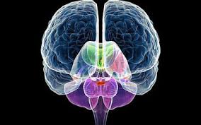 Hyperosmolar Cerebral Tissue Contraction: Dehydrated Brain Sign