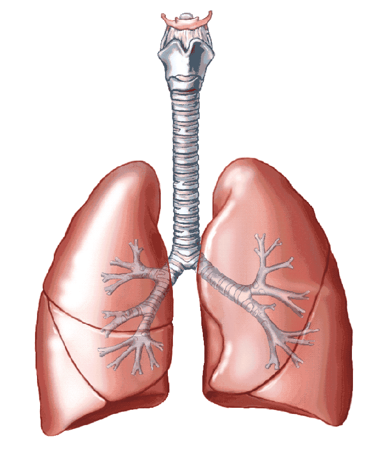 Impact of Chronic Rhinosinusitis on Lung Function: A Critical Appraisal
