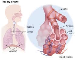 Conference Announcement on Respiratory Disease & Care