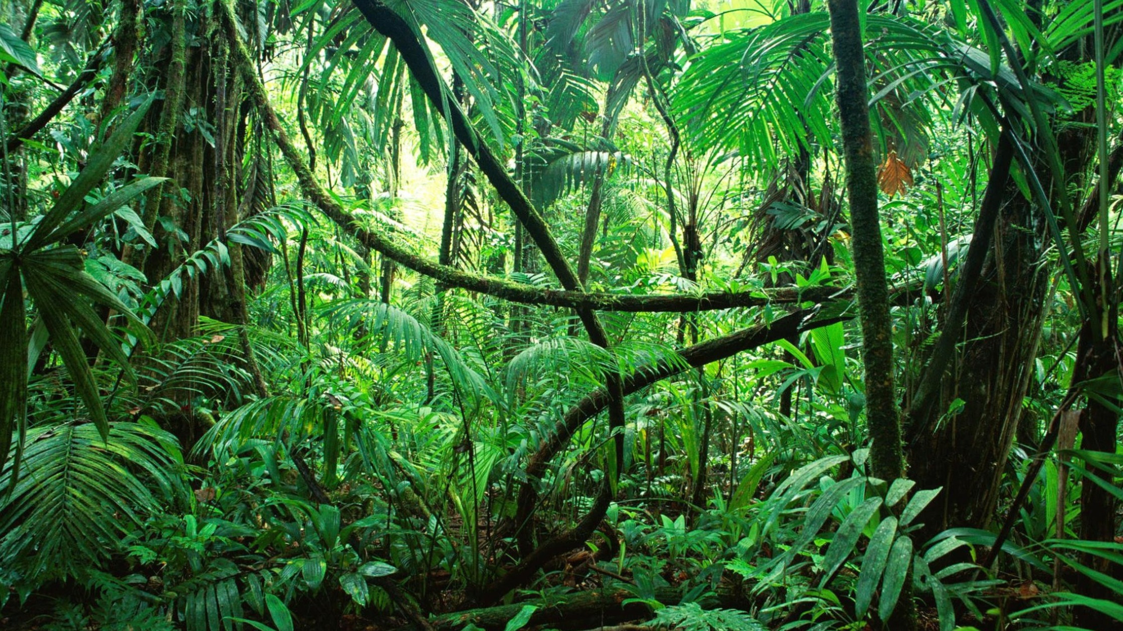 Biodiversity and Conservation