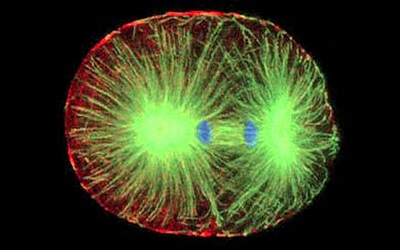 Subtractive Imaging Using Gaussian Fits and Image Moments in Confocal Microscopy