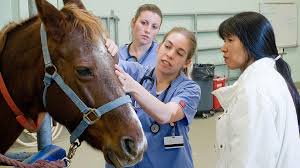 Accentuating current and evolving issues in veterinary science and animal health