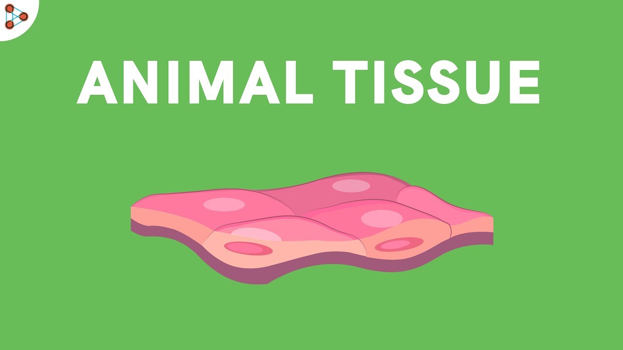 Applications and their Laws of Animal tissue