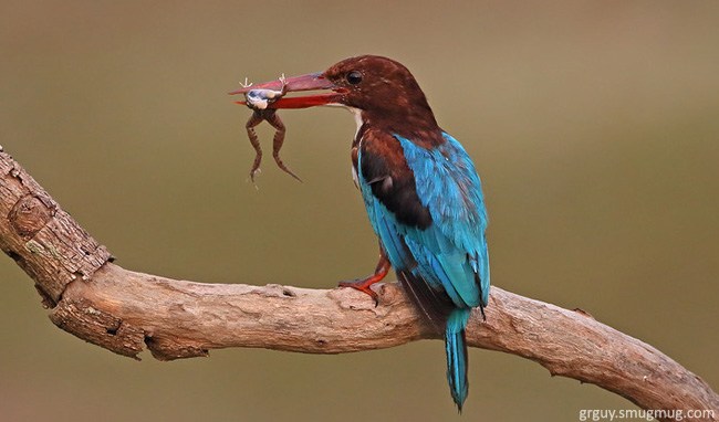 Study on Food and Feeding Behavior of Kingfishers in Their Water Bodies