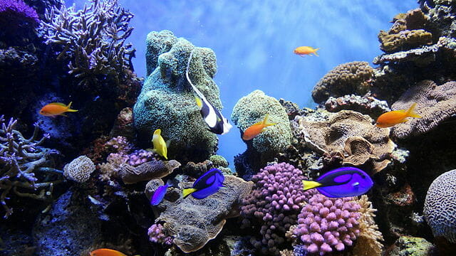 Aquarium Fish Behavior Changes and Issues