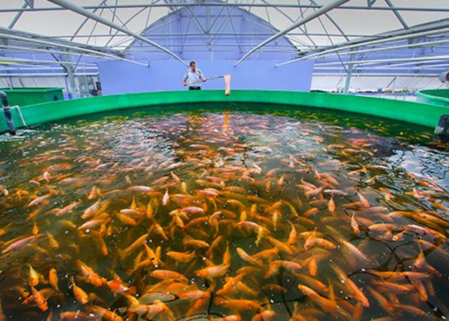 Aquaculture and Comparative Physiology