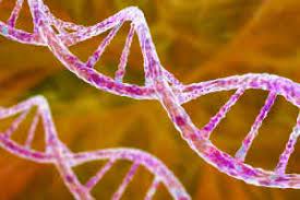 Subatomic DNA Producers in Plant Reproduction