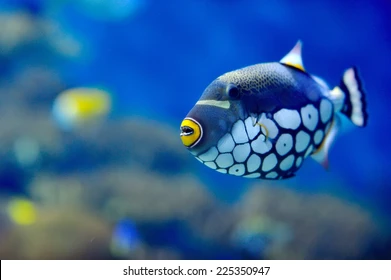 Exotic Fish Become Irritable When the Water Warms