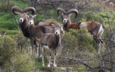 The Italian Mouflon (Ovis musimon): A Brief History of its Parasites in the Last 45 Years