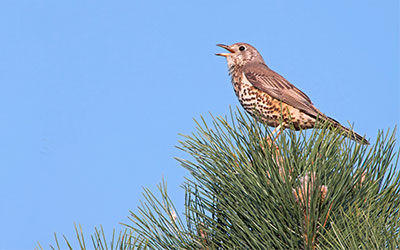 Evaluation of Mist–Netting Technique for Capturing Field Birds
