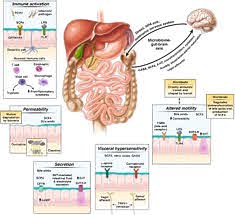 Strategy and Mechanical Assembly for Electrical Incitement of the Gastrointestinal Tract