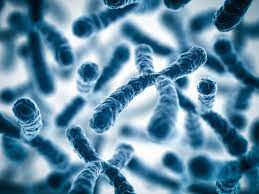 Chromosomal Disorders are caused by Chromosome Number