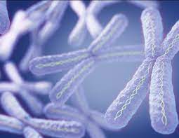Chromosomal Abnornalities arise from Genomic Variants