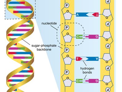 DNA Sequencing with Chain Terminating Inhibitor