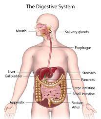 Upper Digestive Tract-Nutritional Support