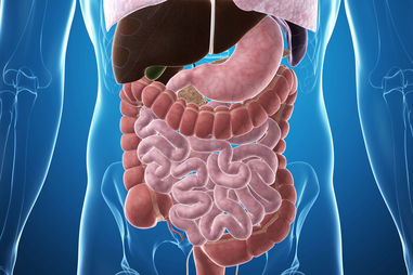 Framework Comprises of the Gastro Intestinal Lot