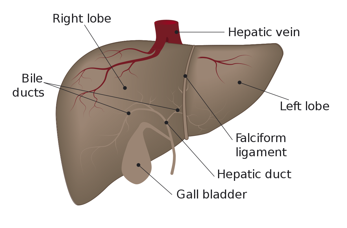 Medication that Consolidates the Investigation of Liver