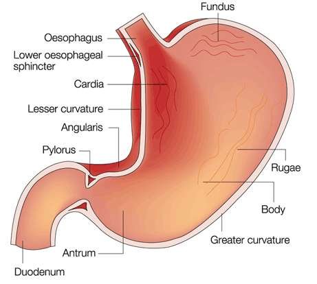 Examines the Central Point Influencing Gastrointestinal Physiology