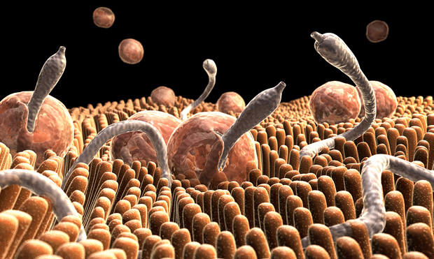 Impact of intestinal parasite/malaria co-infection on haemoglobin in patients of Melong and Denzo health facilities, Littoral region,Cameroon