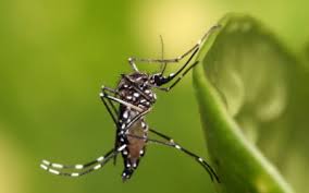 Zika Virus (ZIKA:  New Emerging Pathogen Transmitted by <i>Aedes</i> Mosquitoes (Diptera: Culicidae) in the Latin American Subcontinent
