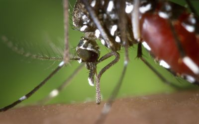 Chikungunya and Dengue Risk Assessment in Greece