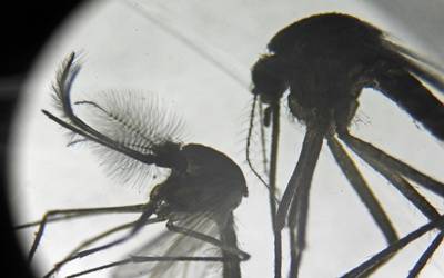 Laboratory Evaluation of Two Meliaceae Species as Larvicides Against <i>Culex quinquefasciatus Say (Diptera: Culicidae)