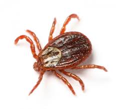 Climate, Ticks and Tick-Borne Diseases: Mini Review