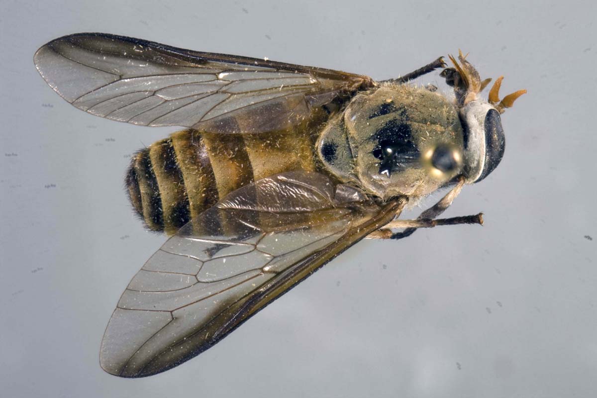 Profile of The Internal
Transcribed Spacer 2 in
Ribosomal DNA of Tabanus
rubidus in Thailand and
Myanmar; The Possibility
of Using for Molecular
Identification