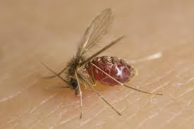 Genetic Structure of Sympatric Populations of Female Lutzomyia Longipalpis (Diptera: Psychodidae) In Sobral and Caririaçu, Ceará State, Brazil