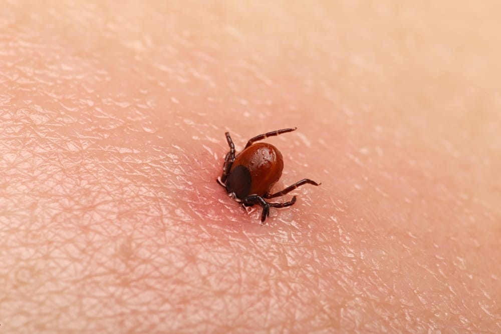 Serological Evidence of Lyme disease And Possible Introduction of Borrelia along Migratory Bird Routes in Brazil