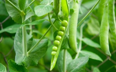 Assessment of Genetic Diversity in Indian Cultivated Pea (Pisum sativum l.) by Using SRAP Markers