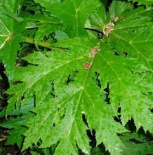 Screening and Bioactivity Measurement of High altitude Medicinal Plants of Nepal