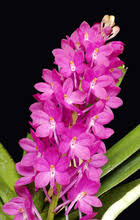 Regeneration Potential of Ascocentrum ampullaceum (Roxb.) Schlter through
Inflorescence culture