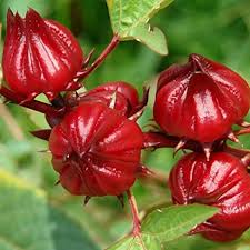 Multivariate Analysis of Quantitative Characters for Fiber Yield in Roselle (Hibiscus Sabdariffa L.) Over Six Environments